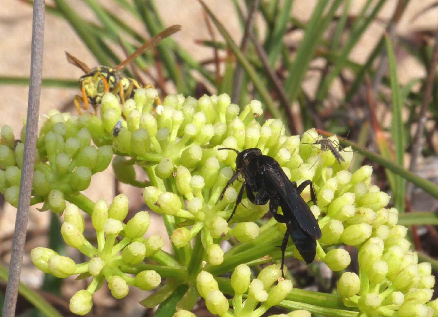 Pompilidae nero:  Anoplius sp.?